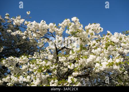 A blossoming white Sakura cherry blossom tree in London, England, UK Stock Photo