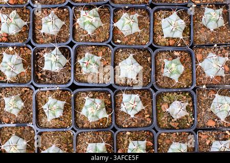 Top view of small 'Ferocactus Latispinus' cactus in flower pot with stones Stock Photo