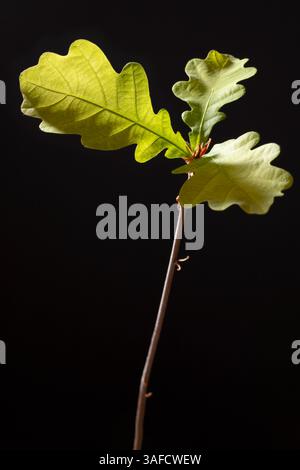 Leaves of a one year old sprouting oak tree Stock Photo