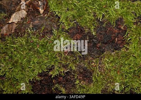 the tree bark is covered in bright green moss Stock Photo