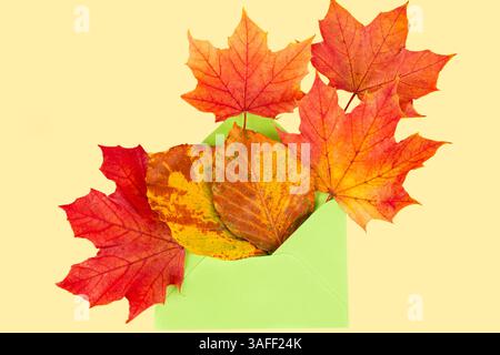 Colorful autumn leaves in the green envelope on beige background. Stock Photo
