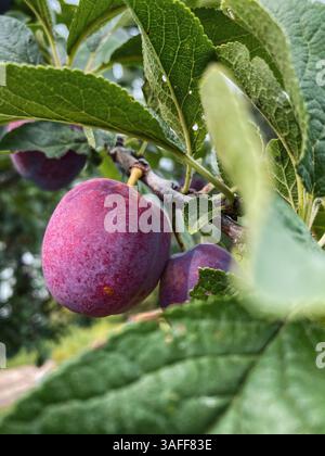 Ripe plums on the tree. Close up view of a few purple plums hangins on a tree branch amid green leaves. Stock Photo