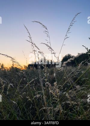 Dry grass in a field at sunset. Warm orange backlit light and unfocused tree in background Stock Photo