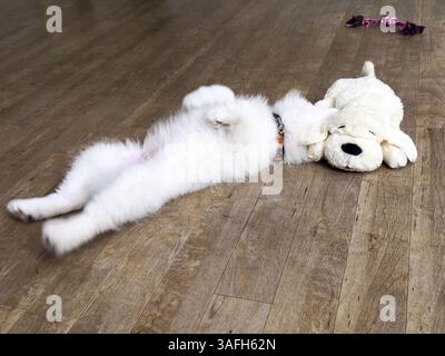 White Samoyed puppy sleeping peacefully stretched out on a wooden floor at home. Stock Photo
