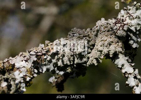 mixed lichen varieties on a branch including Stock Photo