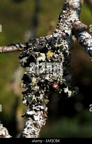 Hypogymnia physodes lichen variety on a branch. Monk's-hood lichen, lichen found on trees, Stock Photo