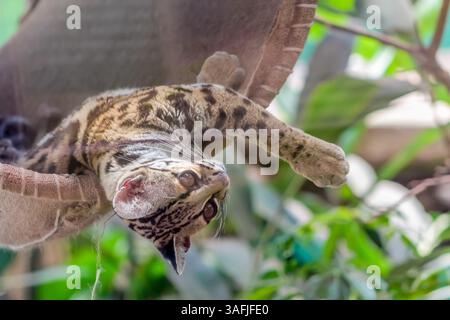Ocelot wild cat perched on a tree branch in natural habitat, surrounded by foliage. Daylight shot capturing the animal in a resting position Stock Photo