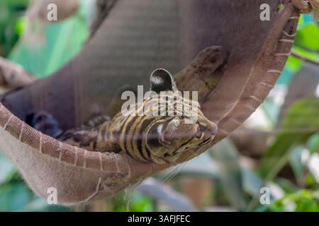 Ocelot wild cat perched on a tree branch in natural habitat, surrounded by foliage. Daylight shot capturing the animal in a resting position Stock Photo