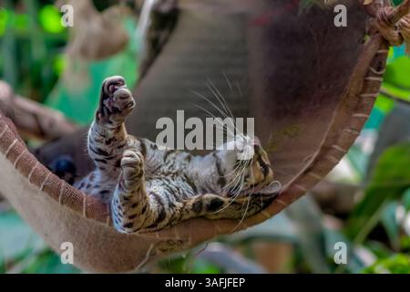 Ocelot wild cat perched on a tree branch in natural habitat, surrounded by foliage. Daylight shot capturing the animal in a resting position Stock Photo