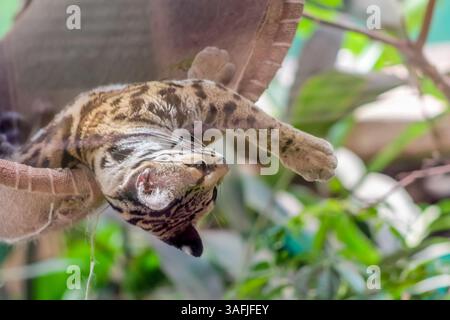 Ocelot wild cat perched on a tree branch in natural habitat, surrounded by foliage. Daylight shot capturing the animal in a resting position Stock Photo