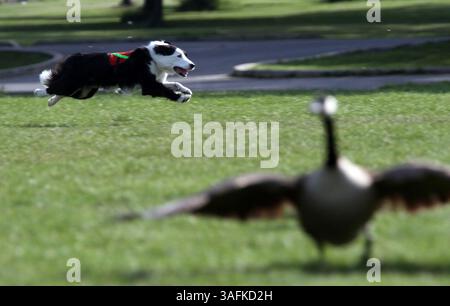 May 23, 2012 - Chicago, IL, USA - Cooper, a border collie, scares geese for Wild Goose Chase of La Grange on May 23, 2012 at Jackson Park in Chicago, Illinois. (Credit Image: © Michael Tercha/Chicago Tribune/MCT/ZUMAPRESS.com) Stock Photo