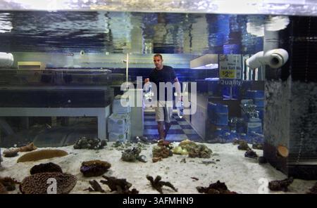 6/11/2004-- Craig Johnson, manager of Exotic Aquatics carries plastic bags of fish for a customer looking through a 600-gallon tank. ''Three times what you see in there is what we lost,'' he said of the tank's contents. ''He probably killed 400 to 500 things.'' A Charlotte County man has been charged with poisoning a 600-gallon tank of marine animals in a dispute with the management of Exotic Aquatics, where he recently bought a fish. Jeremy Armstrong faces a charge of cruelty to animals. ''I'm blown away that someone would do something like that,'' Craig said. ''I would have expected a slashe Stock Photo