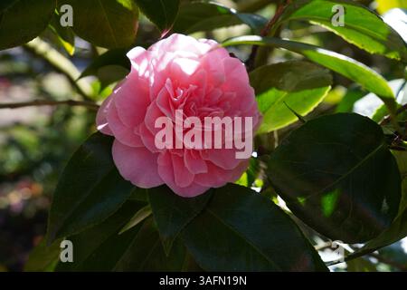 beautiful pink camellia flower head in bloom on flowering garden shrub. spring flower background Stock Photo