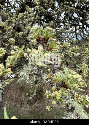 An old pear tree in spring with blossoms and lichen on the branches. Stock Photo