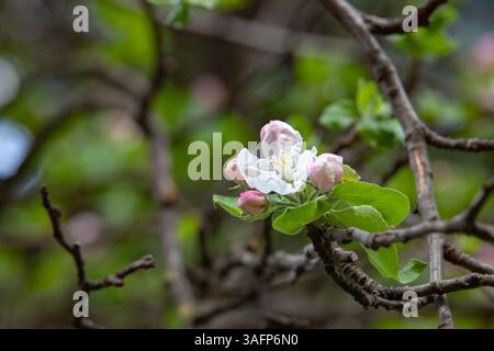 Macro shot of an apple blossom in full bloom, surrounded by budding flowers and textured branches. A peaceful springtime scene. Stock Photo