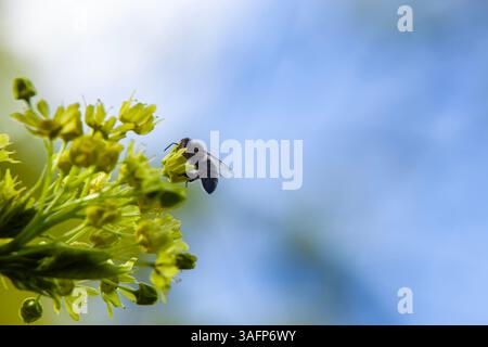 A honey bee collecting pollen from a blooming maple flower, playing a crucial role in pollination. Copy space, selective focus. Stock Photo