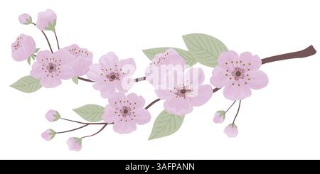 Spring sakura cherry blooming flowers branch Stock Vector