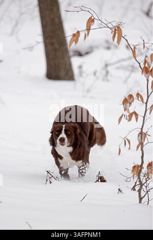 chocolate border collie, running in snow, Maryland Stock Photo