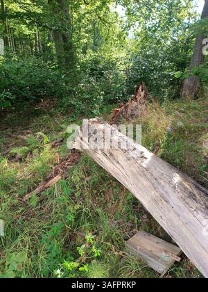 broken tree as a result of a storm. strong wind broke the tree Stock Photo