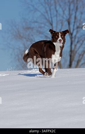 chocolate border collie, running in snow, Maryland Stock Photo
