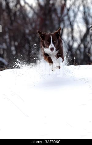 chocolate border collie, running in snow, Maryland Stock Photo