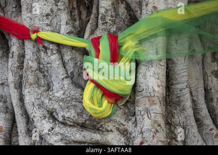 Sacred cloths around the roots of a strangler fig (Ficus religiosa), Bangkok, Thailand, Asia Stock Photo