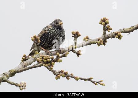 A starling (Sturnus vulgaris) resting on a flowering branch with closed buds, Hesse, Germany, Europe Stock Photo