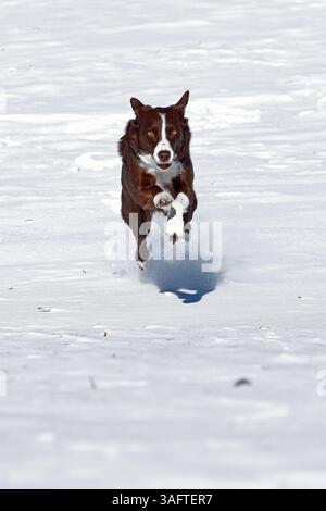 chocolate border collie, running in snow, Maryland Stock Photo