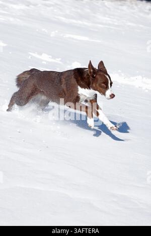chocolate border collie, running in snow, Maryland Stock Photo