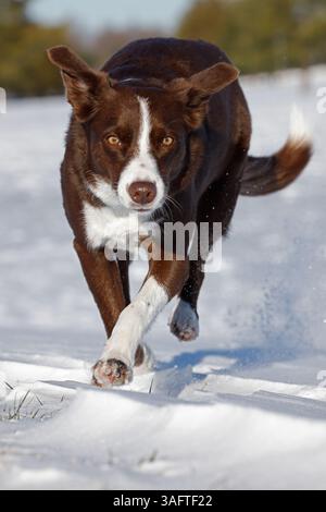 chocolate border collie, running in snow, Maryland Stock Photo