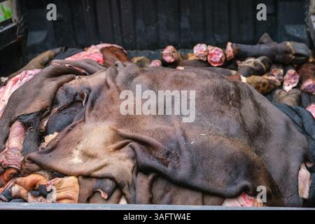 This pile of hides and cut-up cow parts is ready to be shipped to the nearest market. Stock Photo