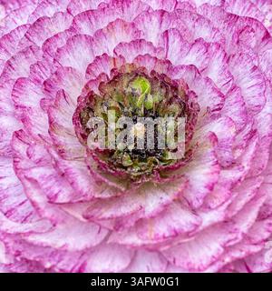 A macro image of a pink and white ranunculus flower viewed from above, revealing concentric petal layers and intricate natural floral symmetry. Stock Photo