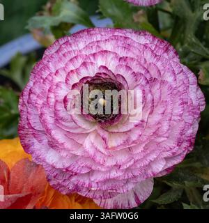 A pink and white ranunculus flower in full bloom viewed from above, showing radial symmetry, layered petal texture, and a detailed central core. Stock Photo