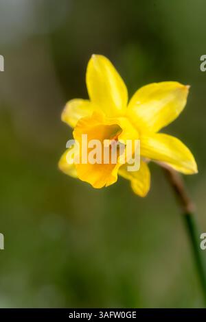 A yellow daffodil flower in bloom with trumpet detail and soft natural light, photographed vertically against a blurred green spring background. Stock Photo