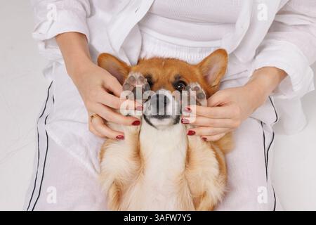 Funny Corgi dog on owner lap with paws held up playfully, looking curious and cute in a cozy indoor moment. Stock Photo