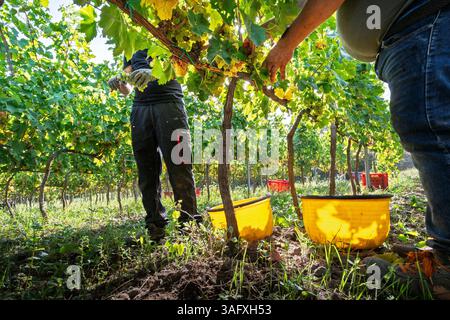 Grape harvest scene with two workers hand-picking white grapes in Sicilian vineyard with yellow buckets on the ground. Stock Photo