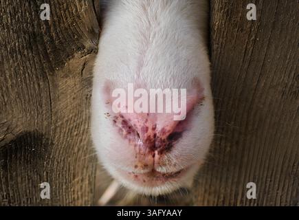 Bluetongue disease affected sheep a noncontagious, infectious, arthropod borne viral disease, infected sheep nose Stock Photo