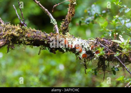 Immersive Chilean rainforest scene: lush undergrowth of mosses, ferns, and shrubs in Valdivian forests. Captures biodiversity and ancient ecosystems, Stock Photo