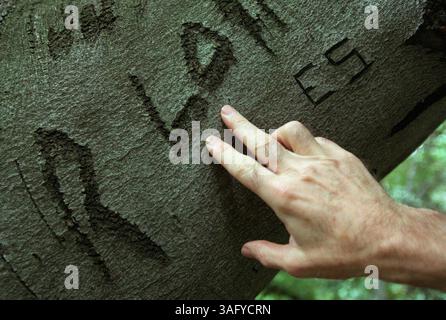 United States Air Force veteran Peter J. O'Brien, assistant of Public Affairs and a three and a half year resident of the US Soldiers and Airman's Home, strokes the carved initials on the branches of the historic copper beech tree that President Lincoln once sat beneath during his term in office, June 12, 2000. (Credit Image: The Washington Times/ZUMAPRESS.com) Stock Photo