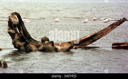 Whale bones rest in the Beaufort Sea, at the edge of the town of Kaktovik, Alaska, September 4, 2000. The Inupiat Eskimos, who live in Kaktovik, are whalers. The Inupiat don't mind drilling in the Arctic National Wildlife Refuge, but oppose it in the waters where they whale. (Credit Image: The Washington Times/ZUMAPRESS.com) Stock Photo