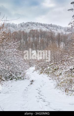 A snow-covered path winds through a dense winter forest with tall, snow-laden trees under a cloudy sky. Stock Photo