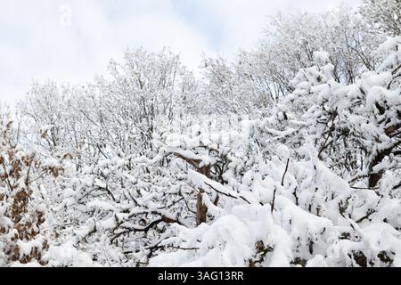 A close-up of snow-covered tree branches against a bright blue sky with scattered white clouds. Stock Photo