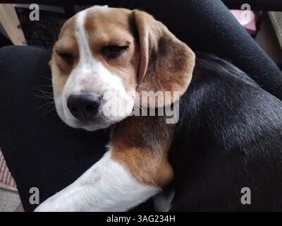 Sleeping Beagle Dog, Side Profile Stock Photo