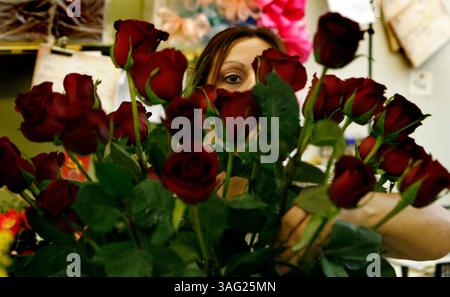 CAPTION: (Holiday 02/13/2008) (photo#1) Designer Marybeth Crouse (cq) carefully arranges three dozen red long-stem roses in a vase for a Valentine's Day order at Holiday Florist at 3334 US 19 in Holiday Wednesday (Credit Image: St Petersburg Times/ZUMAPRESS.com) Stock Photo