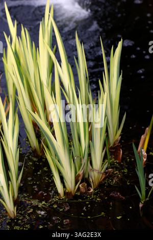Close up of the yellow cream upright leaves of the garden plant iris pseudacorus variegata in spring. Stock Photo