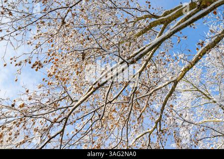 A low-angle view of snow-covered tree branches against a bright blue sky with wispy clouds. Stock Photo