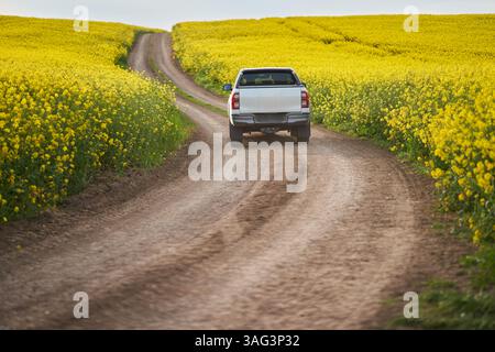White pickup truck driving on dirt road through blooming yellow rapeseed fields under clear sky Stock Photo