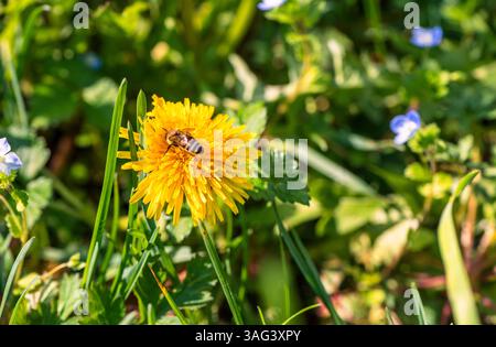 Close up of a bee on a dandelion in a Spring field Stock Photo