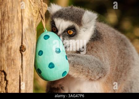 ZSL London Zoo, UK. 8th April 2025.  ZSL London zookeepers prepared an Easter egg hunt for the animals.  The conservation Zoo’s eight endangered Ring-tailed lemurs got into the Easter spirit with a handcrafted nest, woven together using dried grapevines, twine, and rope. Nestled inside, a collection of vibrant and pastel-coloured cardboard each hiding a delicious sweet potato surprise. Credit: Amanda Rose/Ģ����ý Live News Stock Photo