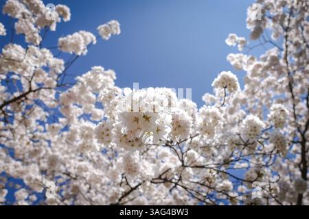 Cherry Blossom tree in Munich, Bavaria, Germany Stock Photo